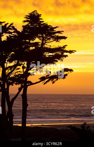 Heller goldener Sonnenuntergang über dem Pazifischen Ozean Silhouette Baum am Sandstrand Stockfoto