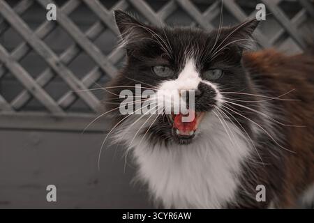 Eine flauschige schwarz-weiße Katze mit grauen Augen und großen weißen Barthaaren miaut und blickt in die Kamera, im Hintergrund eines grauen Holzzauns Stockfoto