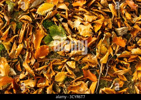 Im Herbst werfen die Laubbäume der britischen Wälder ihre Blätter ab, die einen Teppich auf dem Waldboden bilden. Die toten Blätter bilden einen bunten Teppich Stockfoto