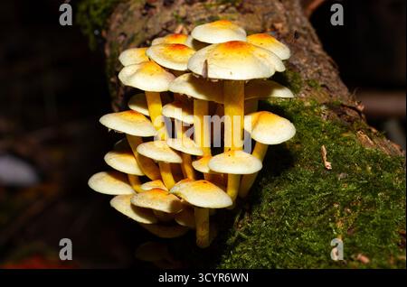 Ein Pilz, der im Herbst in Laubwäldern gefunden wurde. Die Schwefeltuft ist für den Menschen ungenießbar, wird aber von Schnecken, Schnecken und verschiedenen Insekten gegessen Stockfoto