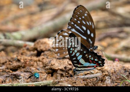 Gemeiner Jay-Schmetterling - Graphium doson, schöner farbiger Schwertschwanz-Schmetterling, der in Büschen und Wäldern Südostasiens, Vietnam, beheimatet ist. Stockfoto