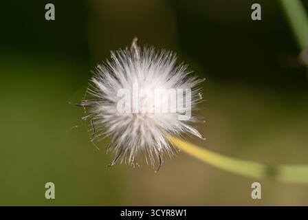 Der flauschige Distelkernkopf dehnt sich aus und zeigt den Papus vor einem unscharfen grünen Hintergrund, bereit für die Windausbreitung Stockfoto