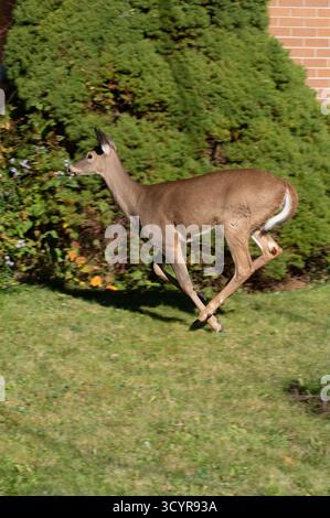 Die Schönheit der Tierwelt in Bewegung zeigt ein Weißschwanzhirsch, der anmutig über einen üppig grünen Rasen läuft. Stockfoto