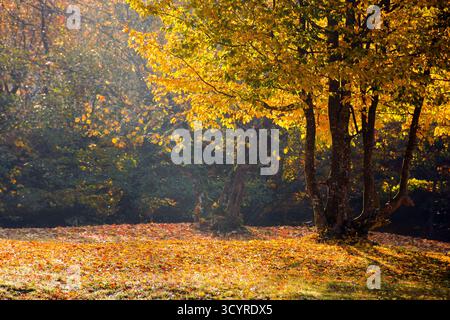 Landschaft mit Laubbäumen auf einer Buchenwaldlichtung im Herbst. Wunderschöner Naturhintergrund im Morgenlicht. Trübes oktoberwetter. Üppiges gelbes Blattwerk Stockfoto