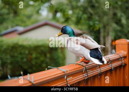 Colorful mallard duck resting on a wooden fence in a garden during a sunny day Stockfoto