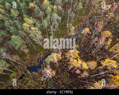 Von oben nach unten aus der Drohne sehen Sie einen sich windenden Bach durch den bunten Wald des Seli-Moors in Estland. Stockfoto