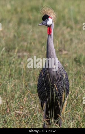 Grauer Kranich im Gras der Savanne Stockfoto