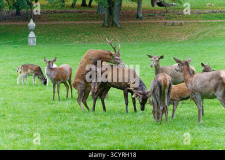 Gruppe junger Rothirsche (Cervus elaphus), junger Mann, der versucht, ein anderes Rüden auf einer Wiese zu besteigen. Stockfoto
