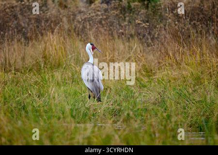 Wattled Crane (Grus carunculata), Khwai Concession, Moremi Game Reserve, Botswana Afrika Stockfoto