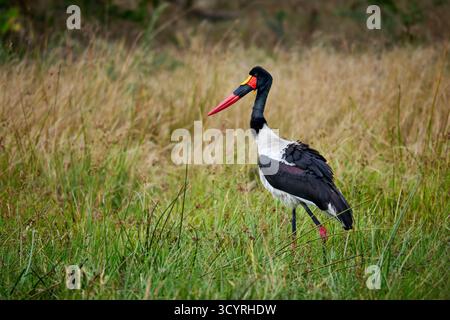 Sattelschnabelstorch Ephippiorhynchus senegalensis), Moremi Game Reserve, Botswana Afric Stockfoto