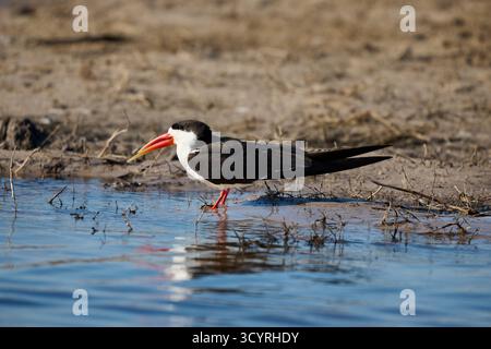 Afrikanischer Skimmer (Rynchops flavirostris), Chobe Nationalpark, Botswana Afrika Stockfoto