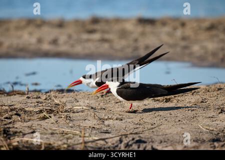 Afrikanischer Skimmer (Rynchops flavirostris), Chobe Nationalpark, Botswana Afrika Stockfoto
