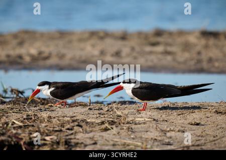 Afrikanischer Skimmer (Rynchops flavirostris), Chobe Nationalpark, Botswana Afrika Stockfoto