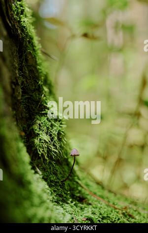 Winziger Pilz, der auf moosigem Baumstamm wächst, in üppiger grüner Waldlandschaft Stockfoto