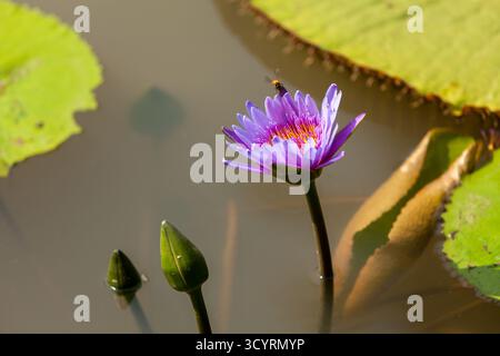 Lila Wasserlilie, Lotusblume mit Biene, Blaue Lotusblume, Lotusblüte, Lotus Stockfoto