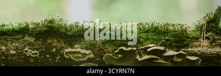 Nahaufnahme von Moos und Pilzen, die auf gefallenem Baumstamm in Forest Environment wachsen Stockfoto