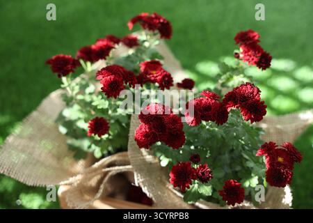Schöne rote Chrysanthemenblumen vor verschwommenem grünem Hintergrund, Nahaufnahme Stockfoto