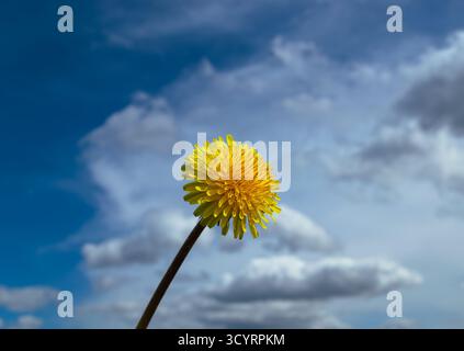 Gelber Löwenzahn auf dem Hintergrund der Wolken und des blauen Himmels Stockfoto
