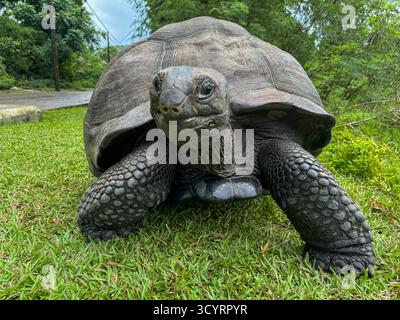 Nahaufnahme einer Aldabra-Riesenschildkröte auf Gras in La Digue, Seychellen Stockfoto