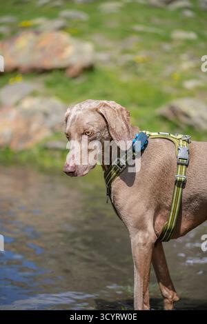 Weimaraner Hund trägt GPS Tracker Collar in Mountain Stream, Outdoor PET Technology Stockfoto