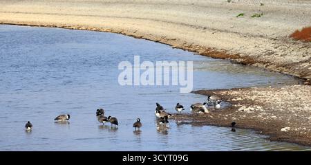 Canada Gänse (branta canadensis) Llanishen Reservoir and Country Park, Cardiff, South Wales, Großbritannien. Vom Oktober 2025 Stockfoto