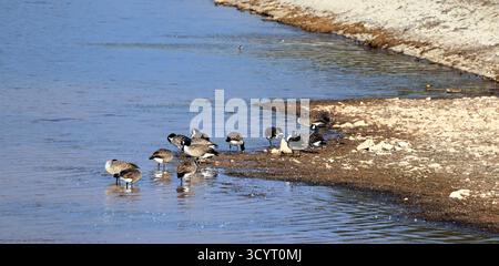 Canada Gänse (branta canadensis) Llanishen Reservoir and Country Park, Cardiff, South Wales, Großbritannien. Vom Oktober 2025 Stockfoto