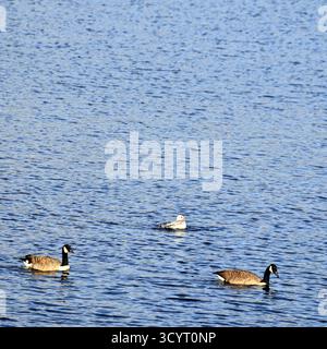 Canada Gänse (branta canadensis) Llanishen Reservoir and Country Park, Cardiff, South Wales, Großbritannien. Vom Oktober 2025 Stockfoto
