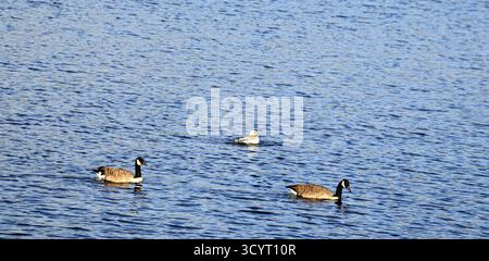 Canada Gänse (branta canadensis) Llanishen Reservoir and Country Park, Cardiff, South Wales, Großbritannien. Vom Oktober 2025 Stockfoto