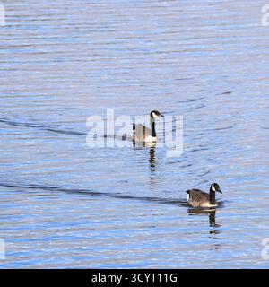 Canada Gänse (branta canadensis) Llanishen Reservoir and Country Park, Cardiff, South Wales, Großbritannien. Vom Oktober 2025 Stockfoto