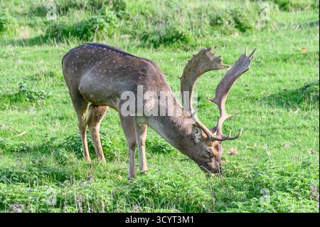 Damhirsch (Dama dama) Bock (männlich) im Boughton Monchelsea Hirschpark. Kent, Großbritannien, Stockfoto