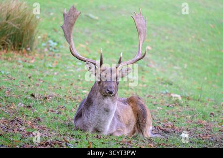Damhirsch (Dama dama) Bock (männlich) im Boughton Monchelsea Hirschpark. Kent, Großbritannien, Stockfoto