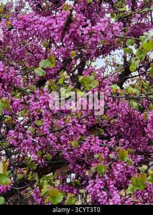 Ein judas-Baum (Cercis siliquastrum) in voller Blüte mit leuchtenden rosa-violetten Blüten, die die Äste und den Stamm bedecken Stockfoto
