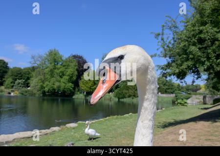 Mute Swan (Cygnus olor) auf dem Gelände von Leeds Castle, Kent, Großbritannien. September Stockfoto