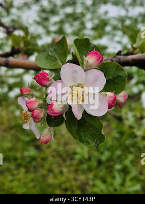 Ein Schuss eines blühenden Zweigs eines Apfelbaums (Malus domestica) Stockfoto