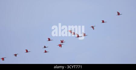 Scharlach Ibis (Eudocimus ruber), Schar im Flug gegen einen blauen Himmel, Trinidad und Tobago, Westindien. Stockfoto