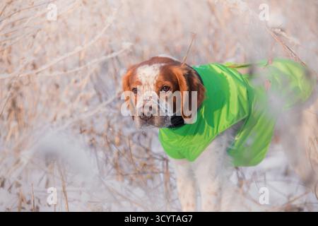 Jagdhund in grüner Jacke blickt neugierig durch trockenes, frostiges Gras unter weichem Morgenlicht. Stockfoto