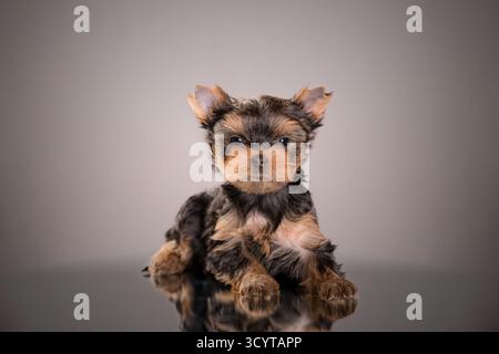 Yorkshire Terrier-Welpe liegt ruhig auf reflektierender Oberfläche mit neutralem Studiohintergrund. Stockfoto