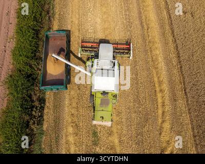 WIRRAL, MERSEYSIDE, ENGLAND - 10. AUGUST 2025: Luftaufnahme zeigt einen Mähdrescher, der einen Anhänger mit geerntetem Weizen füllt Stockfoto