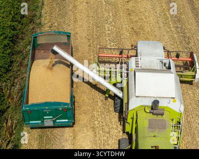 WIRRAL, MERSEYSIDE, ENGLAND - 10. AUGUST 2025: Luftbild eines Mähdreschers, der Weizenkörner in einen Anhänger auf dem englischen Land transportiert. Stockfoto