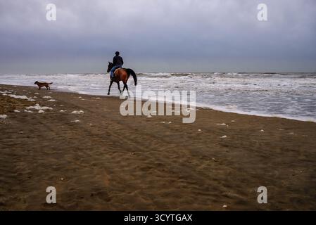 Ein Reiter spaziert zu Pferd am Sandstrand in Katwijk, Niederlande, während die Wellen unter einem bewölkten Himmel abstürzen, während ein Hund frei in der Nähe der Küste läuft Stockfoto