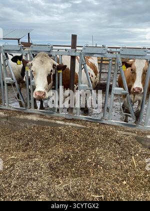 Weiße und braune Kühe stehen in einem Freiluftstall auf einem Milchbetrieb Stockfoto