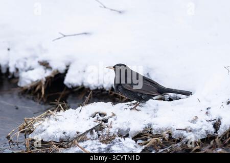Amsel Turdus merula in freier Wildbahn. Nahaufnahme. Ein Vogel steht im Winter auf dem Boden im Schnee am Wasser. Winterszene mit einem Singvogel. Stockfoto