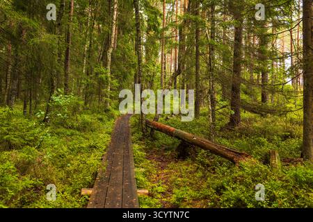 Ein schmaler Holzweg führt durch dichten grünen Wald im Riisa Trail, Soomaa Nationalpark, Estland. Stockfoto