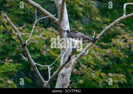 Der junge männliche Osprey-Pandion haliaetus ernährt sich von einem Fisch in einem toten Baum. Stockfoto