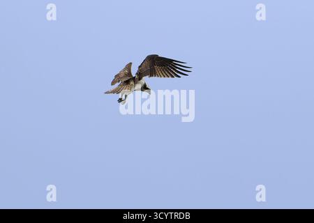 Juveniler männlicher Osprey-Pandion haliaetus schweben. Stockfoto