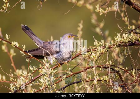 Kuckuck Cuculus canorus Männchen, Sachsen-Anhalt, Deutschland *** Cuckoo Cuculus canorus männlich, Sachsen-Anhalt, Deutschland Copyright: XThomasxHinschex BIA1 Stockfoto