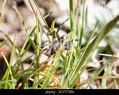 Wolfsspinne (Pardosa sp.) Eine Frau, die ihren Eiersack trägt, Tignes, Französische Alpen. Stockfoto
