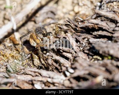 Wolfsspinne (Pardosa sp.) Eine Frau, die ihren Eiersack trägt, Tignes, Französische Alpen. Stockfoto