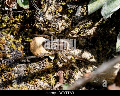 Wolfsspinne (Pardosa sp.) Eine Frau, die ihren Eiersack trägt, Tignes, Französische Alpen. Stockfoto