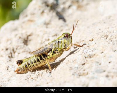 Boreo-alpiner Heuschrecken (Melanoplus frigidus) auf einem sonnendurchfluteten Felsen, Tignes, Französische Alpen. Stockfoto